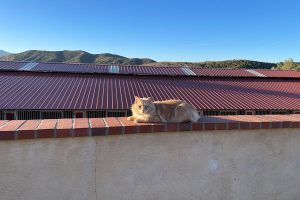 Cat laying on brick wall in the sun