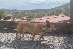 Dog walking in the sun