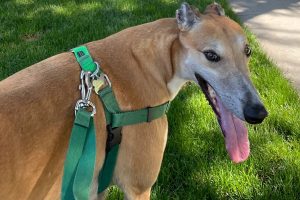 Happy dog panting