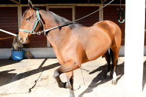 Horse posing for picture with one leg up