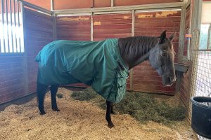 Horse wearing a coat in his stall