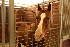 Horse in his stall looking over gate