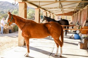 Horse side-eyeing the camera