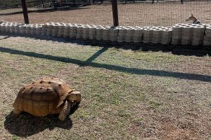 Tortoise enjoying the sunshine