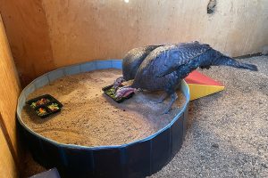 Two turkeys eating