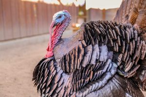 Turkey looking at camera