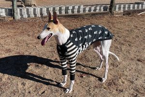 Happy dog wearing a sweater
