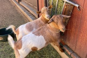 Two goats eating hay