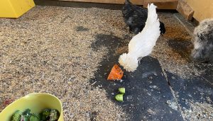 Chicken eating squash off the ground of it's coop.