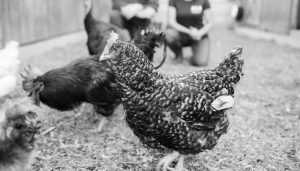 Chickens in a black and white photo.