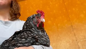 Lady holding a chicken in a coop.