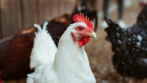 Close up portrait picture of a white chicken.