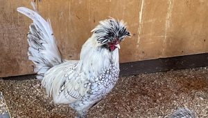Chicken standing in the corner of it's coop.