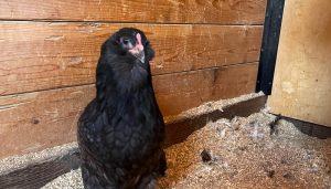 Chicken standing in front of wood slats in it's coop.