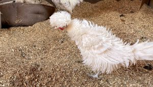 Close up of a fluffy feathered white chicken.