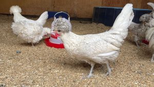 Chickens feeding in their coop.