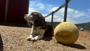 Dog laying down on dirt gravel in the sunshine.