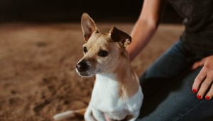 Close up of a small dog sitting next to a lady kneeling down.