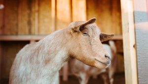 Goat in it's enclosure looking at the camera.