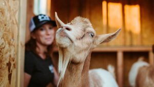 Goat looking at the camera lifting his chin up.