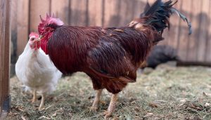 Rooster and chicken touching beaks.