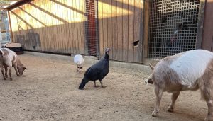 Two goats and two turkeys in front of a barn.